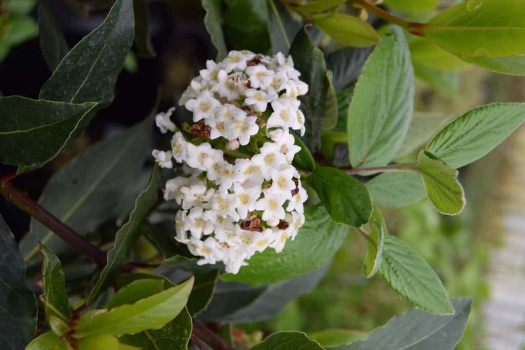Viburnum x burkwoodii 20-30 cm